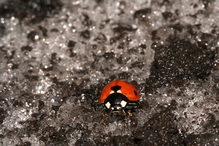 Il mistero della coccinella a 3000 m.....